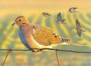 Mourning Dove - 2020 California Upland Game Bird Stamp Winner - Original Painting