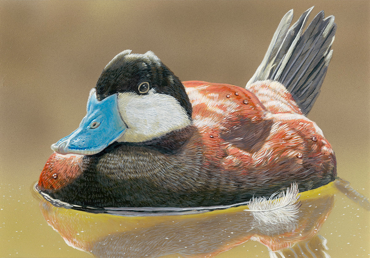 Ruddy Duck - Original Painting
