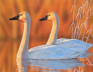 Tundra Swan Pair - 2020 Michigan Duck Stamp Contest 3rd Place - Original Painting