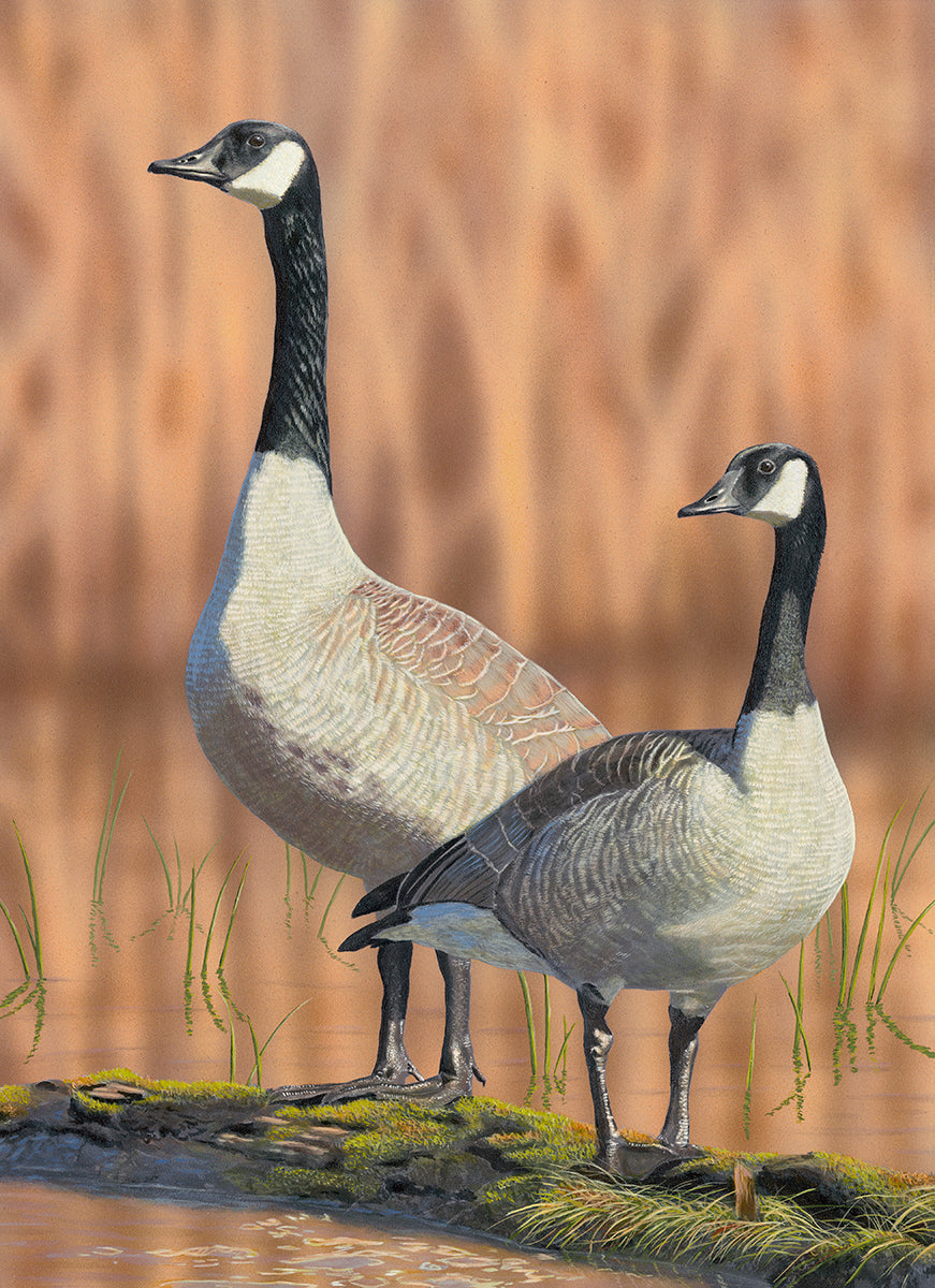 Canada Goose Pair - 2020 Oregon Duck Stamp Contest 2nd Place - Original Painting